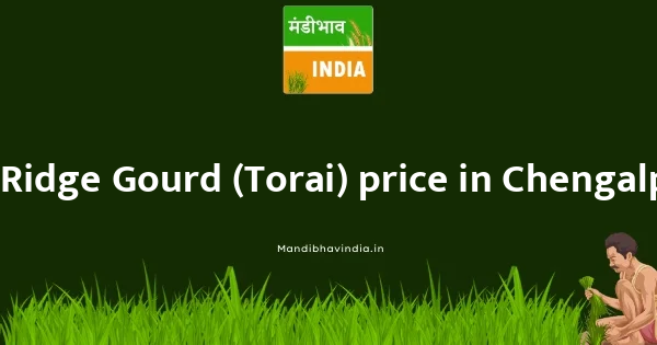 Ridge Gourd (Torai) price